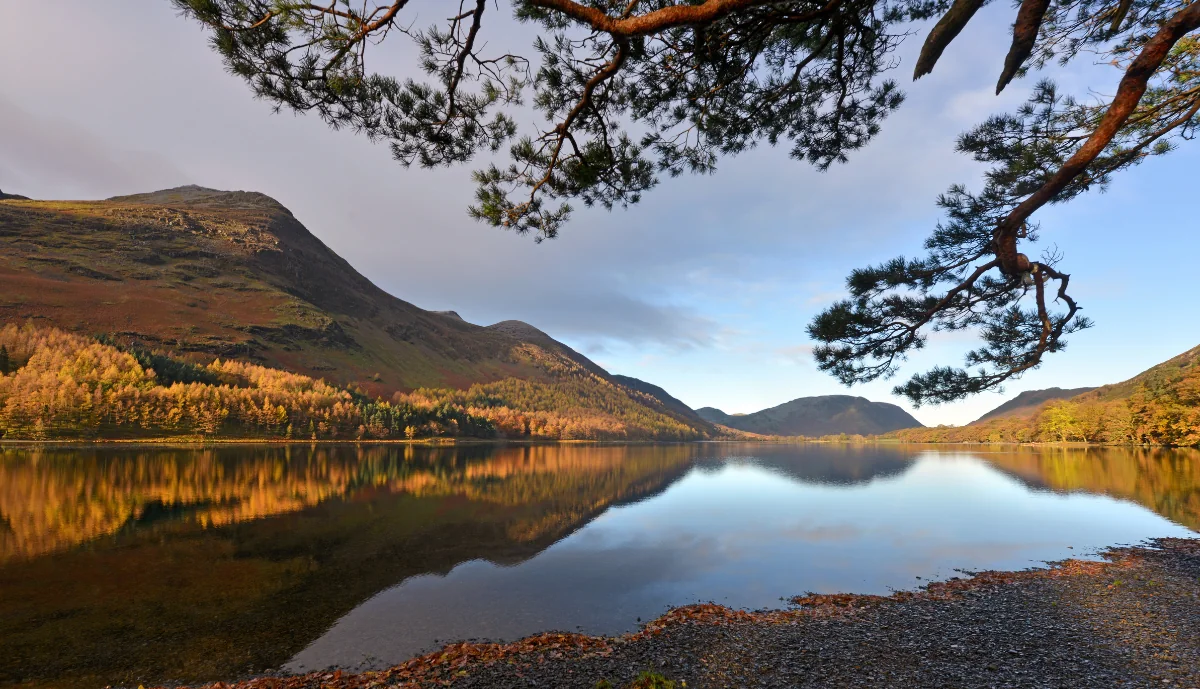 Autumn woodland and mountains reflected in a lake beneath pine branches